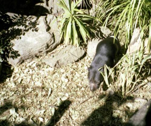 Tasmansky cert, dojem: sympaticke zviratko, zije pry opravdu jenom na Tasmanii