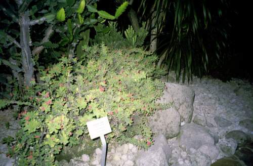 Cactoo garden 2