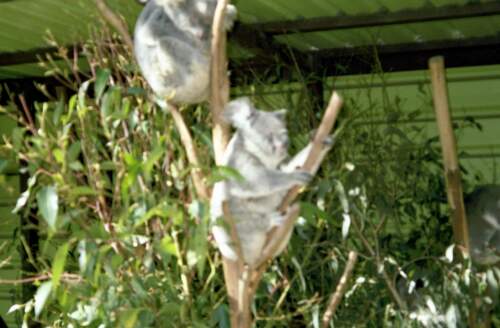 Koaly 1, dojem z koal: totalne hloupa zvirata (neco jako nase kravy) akorat sedi a cumi