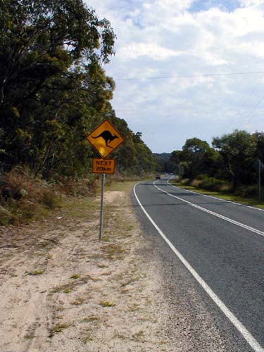 Plachtění na Stabroke Islandu: jo jo, jsme v Austrálii. Bacha na klokany...