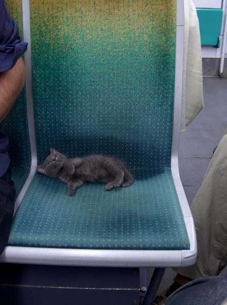 a creature taking a rest from a bustling Paris