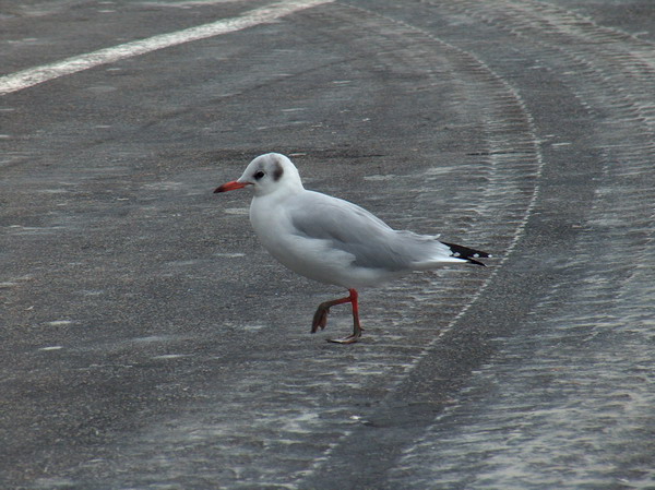 Sea gull looking for food