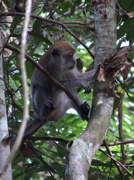 Nejdřív jsme potkali spoustů malých opic - gibonů