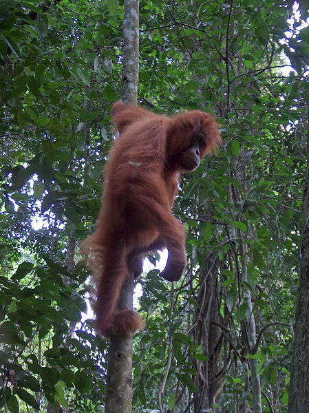 Je docela přátelský