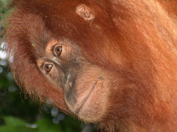 A nechá se i dobře vyfotit:-)