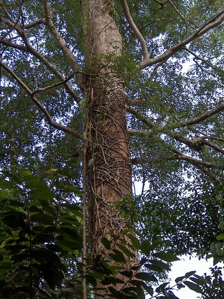 Potom jdeme ještě na výlet do džungle, třeba ještě potkáme další.