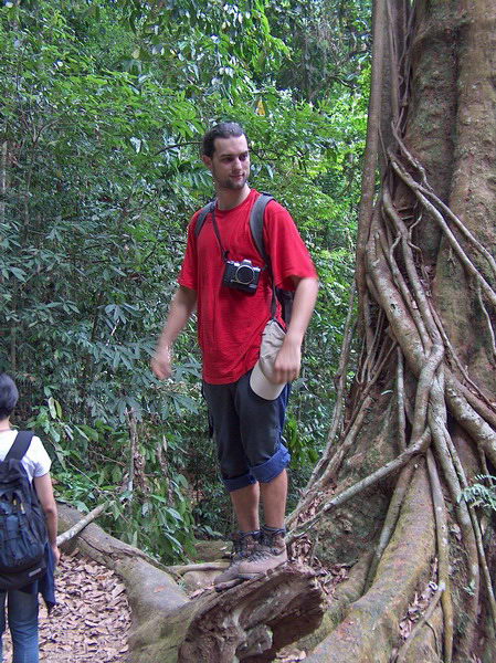 Hlad u velikého džunglového stromu