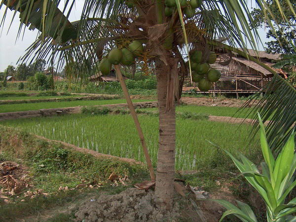 Rýžové políčko a palma kokosová
