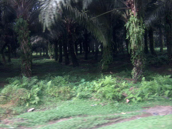 Tropické plantáže cestou zpět do Medanu...