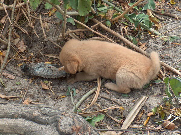 Štěně hrající si s rybou