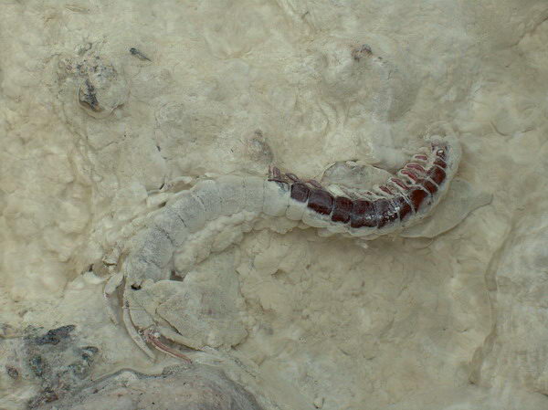 Chudák housenka, spadla tam a zkameněla