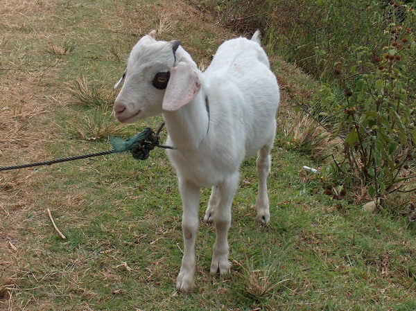 Cestou zpět do hotelu míjíme různá domácí zvířátka, jako třeba tohle kůzle