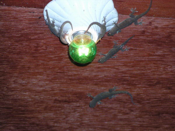 Ještě se cestou zpět stavíme v resturaci na večeři. Při čekání se bavíme pozorováním domácích ještěrek na lustru a doufáme, že nám nespadnou do jídla