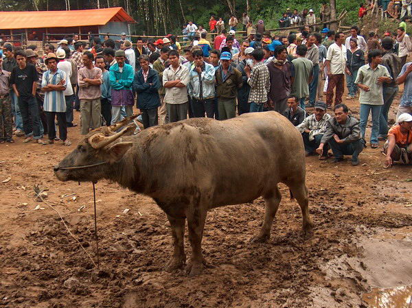 Majitel hostelu nás ukecal ještě tentýž den na buvolí zápasy