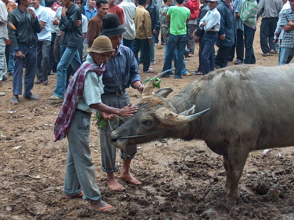 Buvolům majitelé potřou rohy jakousi bylinou, která je vybudí k agresivitě