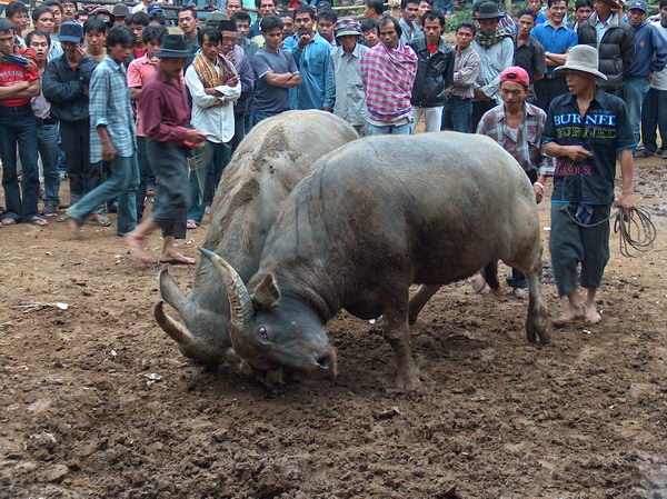 Buvolové se ale jen přetlačují, nesnaží se zabít
