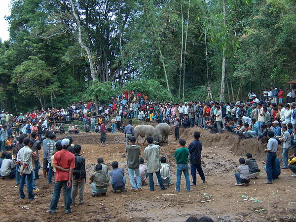 Okolstojící přihlížejí z bezprostřední blízkosti, protože buvolové přitom moc něběhají,...