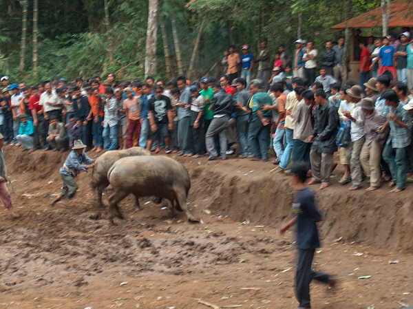 ...ale když se rozběhnou, musí lidi ruchle uhnout