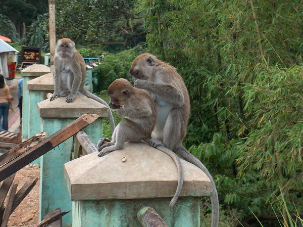 Na zábradlí vyhlídky ale poskakují drzé opice