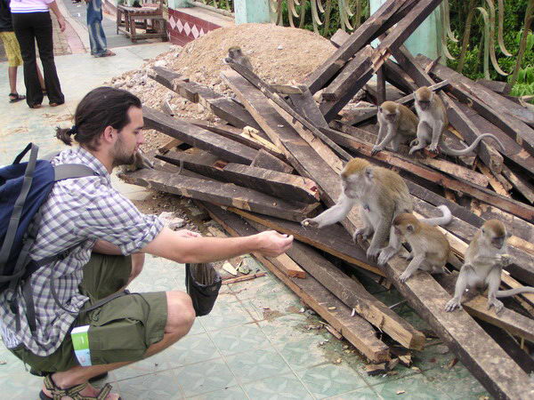 Hlad krmí opice buráky