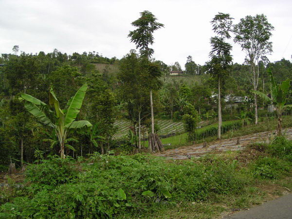 Ukazuje nám nejrůznější plodiny, které se v tomto pásu pěstují.