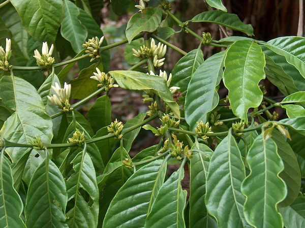 Například kávovník.