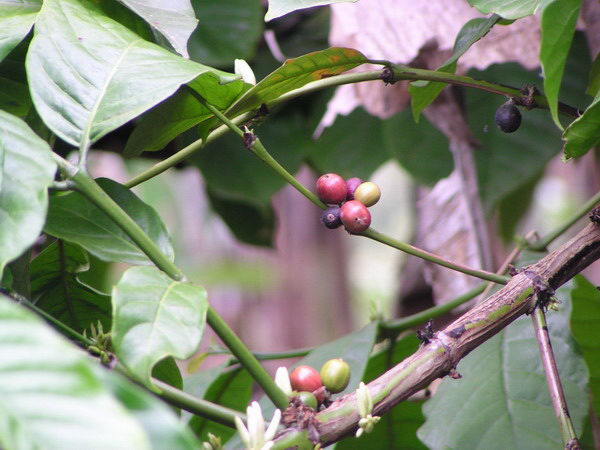 Tady už jsou lépe vidět bobule...