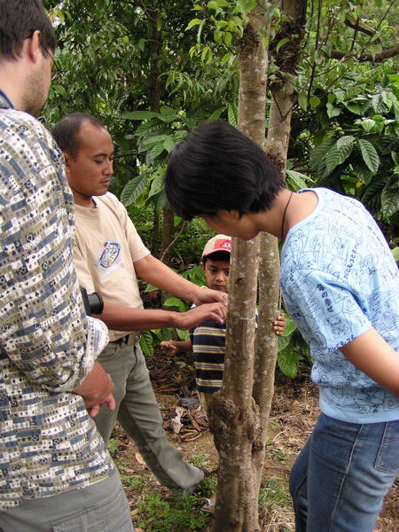 Tento strom je "skořicovník" - skořice se vyrábí z jeho usušené kůry, která je opravdu silně aromatická