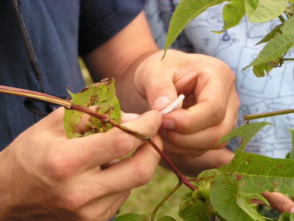 Tohle je zase bavlna