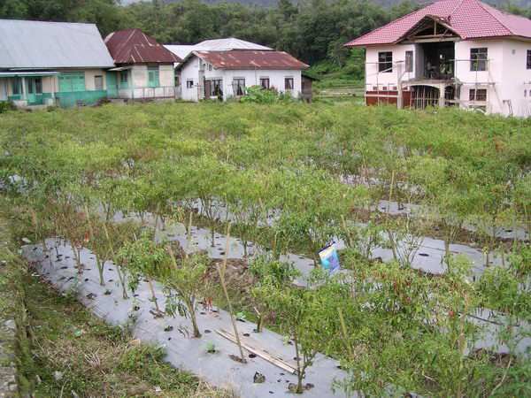 Tady je zase políčko s chilli - nejoblíbenější indonéskou pochutinou