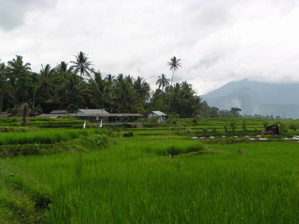 Rýžová políčka v okolí