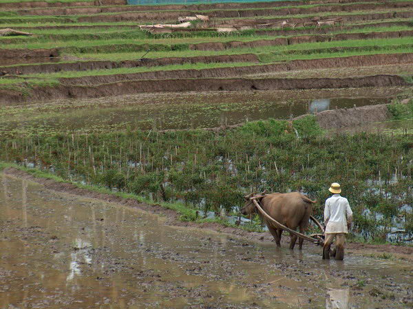 Chlapík obdělává pole s buvolem