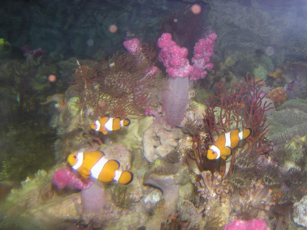 Finding Nemo? Je tady!