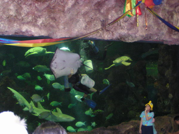 Show krmení žraloků