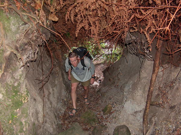 Diki se protahuje pod kořeny