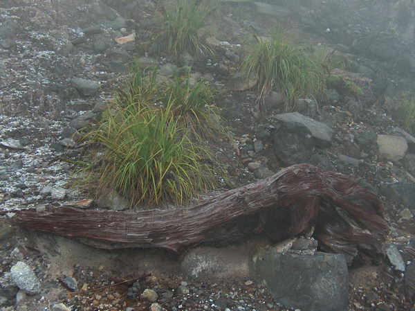 Je tu podivná vegetace