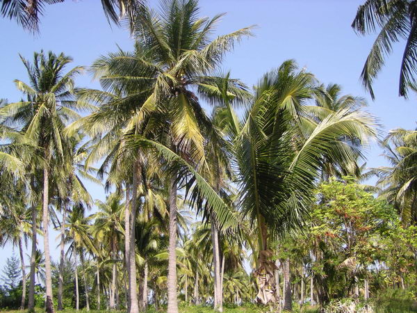 Kokosové palmy rostou na celém ostrově