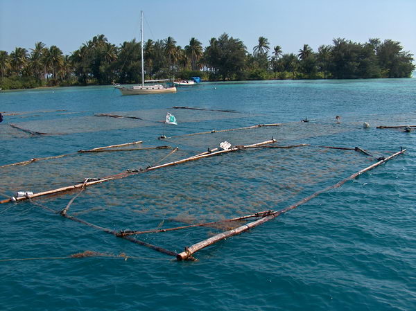 Sítě, na kterých se pěstují mořské řasy