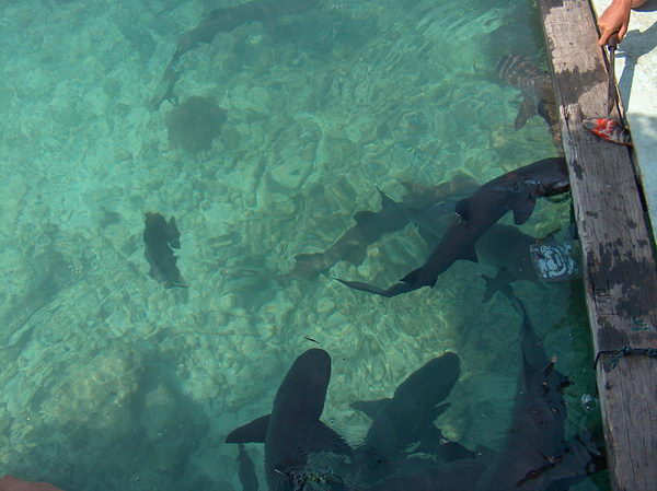 Bazének s malými žraloky, ale prý nekoušou:-)