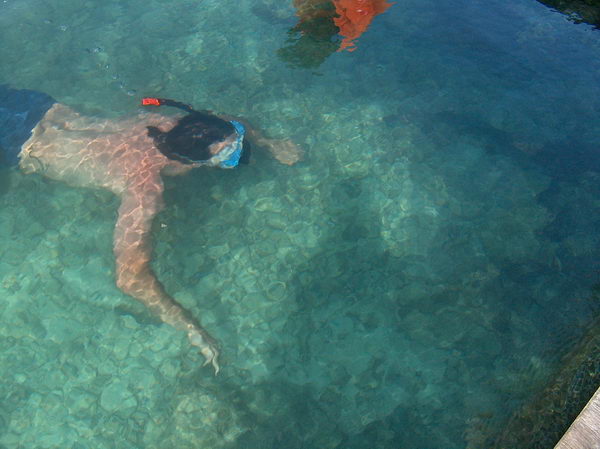 ...ale fakt nekoušou a dá se tam s nima plavat:-)