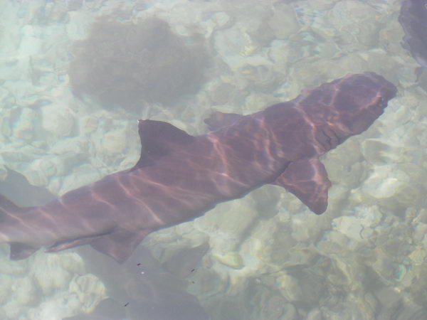 Malý žralok (asi metr)