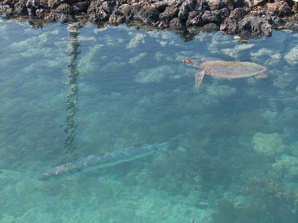 A taky želva a podlouhlá ryba - ta prý může být nebezpečná