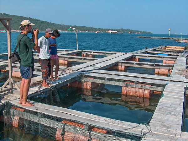 Zde zase pěstují v takových sádkách různé ryby