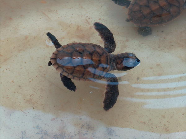 Nalézáme chlapíka, co se zabývá pozorováním želviček a snaží se je zachraňovat, protože jsou prý ohrožené a vláda se o to nijak nestará