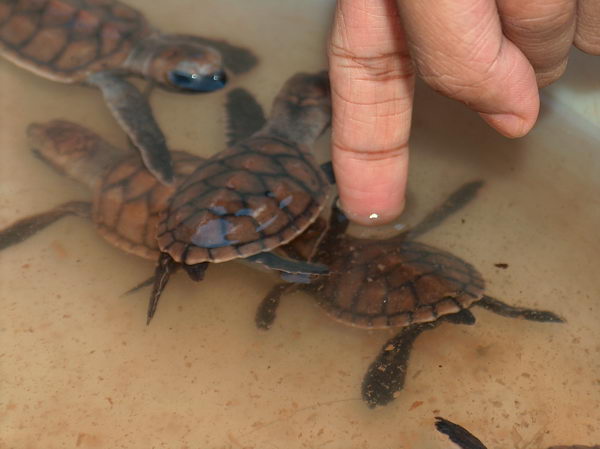 Jsou opravdu legrační a malinké a koušou, resp. cumlají. Necháváme zde malý příspěvek a jedem dál.