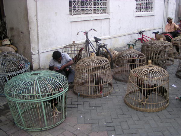 V Semarangu akrotát fotíme kohouty na kohoutí zápasy a hned jedeme vlakem do Sola