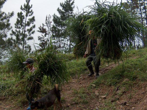 Pozor, neseme si rákos (na střechu?)
