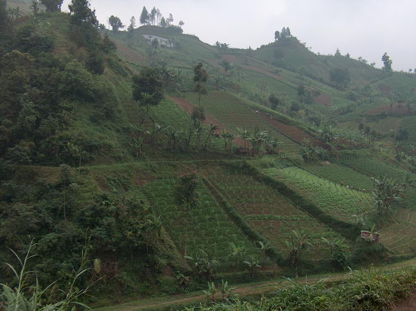 Malebná políčka, ale je tu dost vlhko a mlha