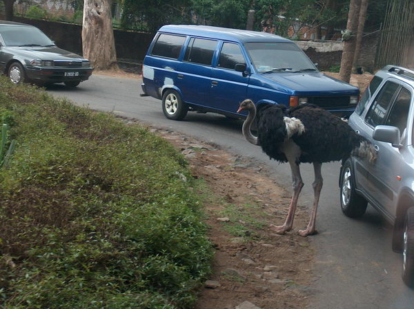 Pštros mezi proplétajícími se auty