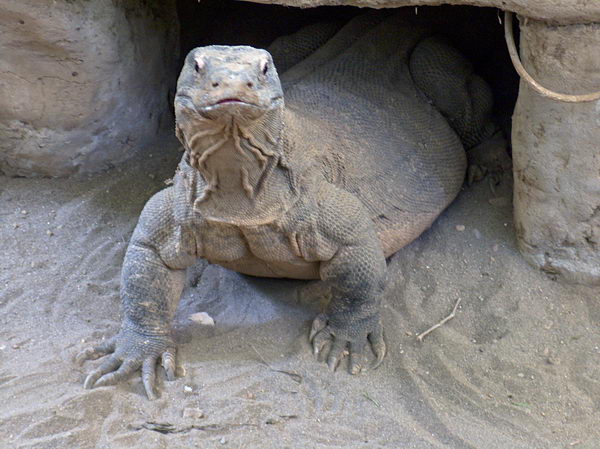 Komodo dragon, čili Varan komodský